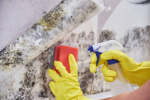 Best Air Quality Testing for Mold Spores in USA